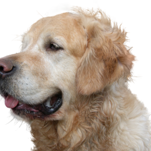 golden retriever, dog, isolated, domestic animal, animal, purebred dog, animal portrait, dear, pet, nature, big dog, hair, dog head, fur