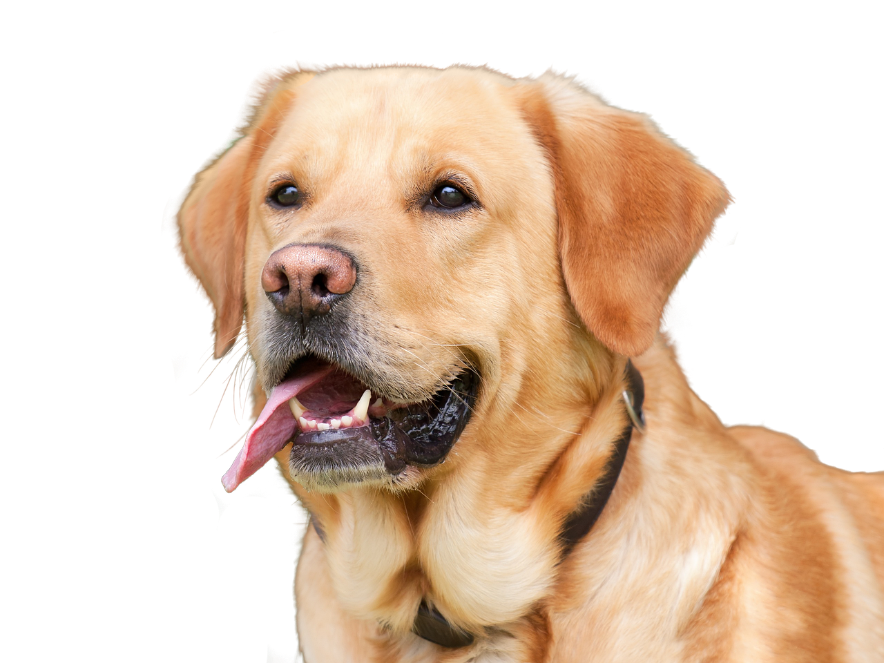 dog, pet, isolated, animal, animal portrait, purebred dog, dear, brown dog, dog look, cute, nature, dog photography